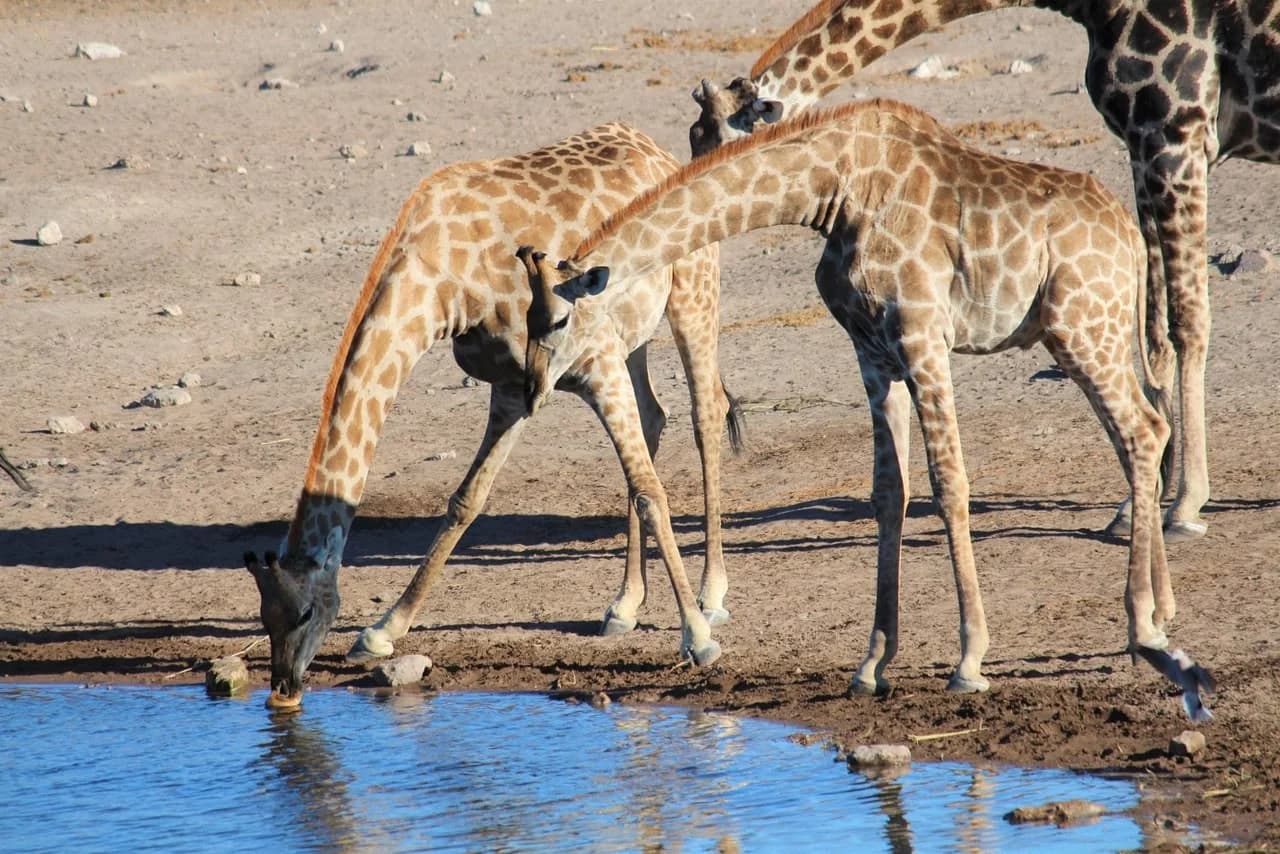 Etosha Safari: student trip photo 1