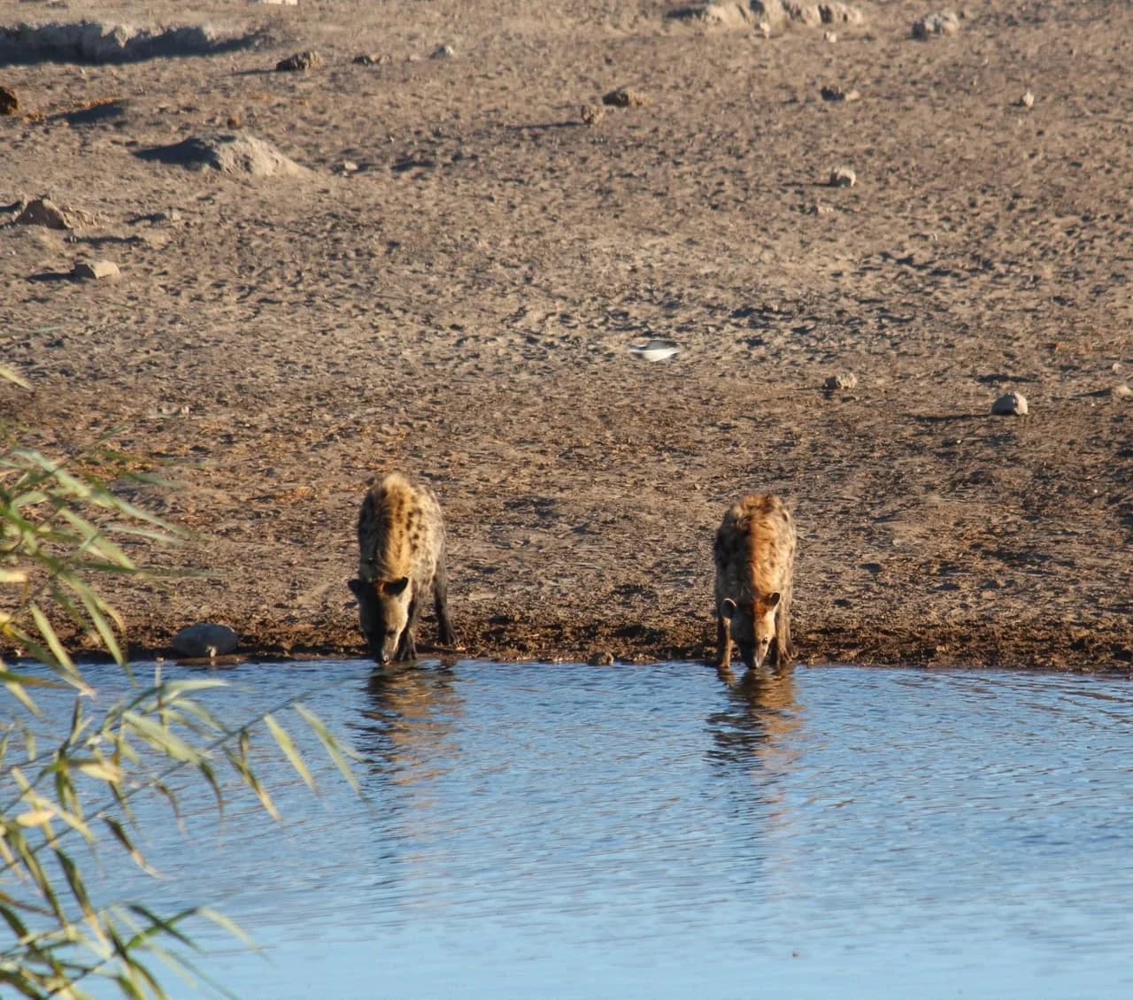 Etosha Safari: student trip photo 2