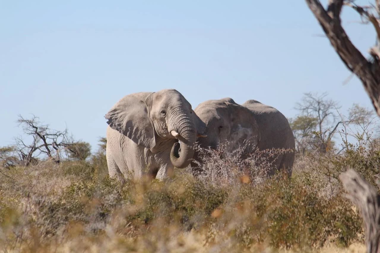 Etosha Safari: student trip photo 3