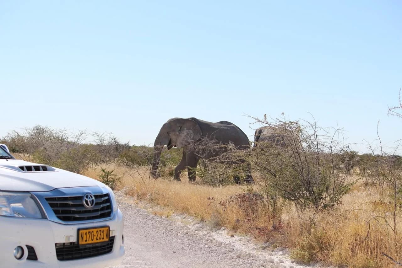 Etosha Safari: student trip photo 4