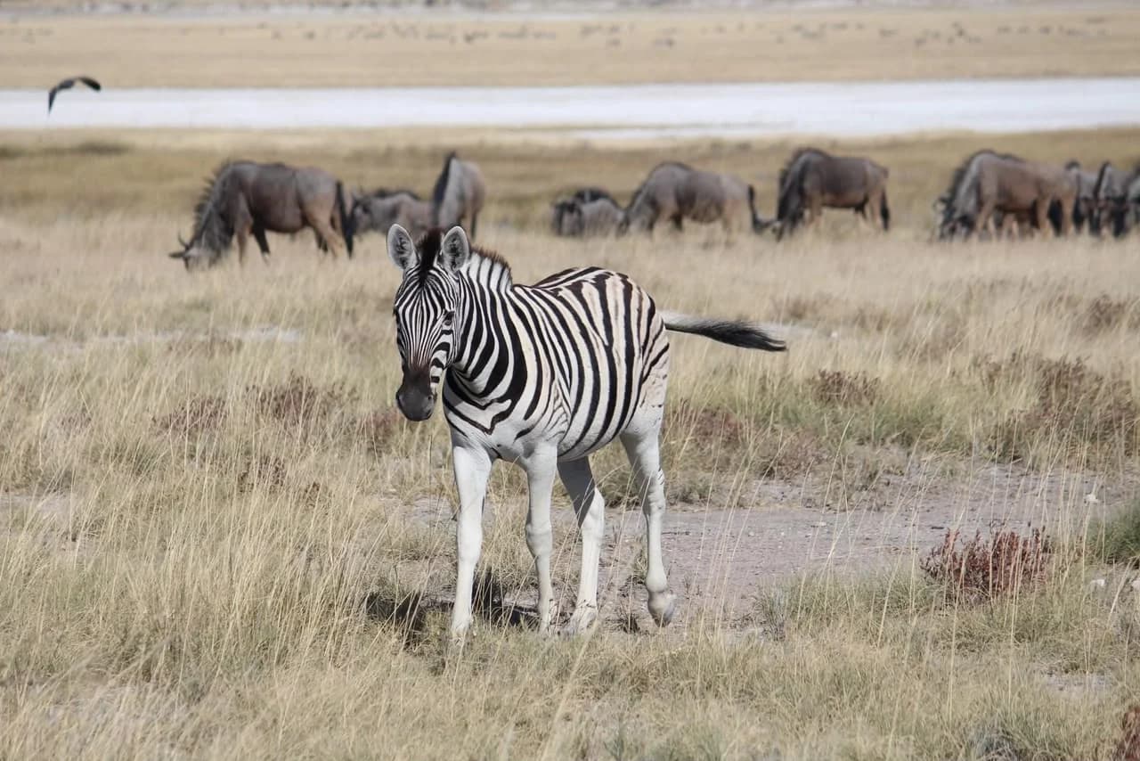 Etosha Safari: student trip photo 5
