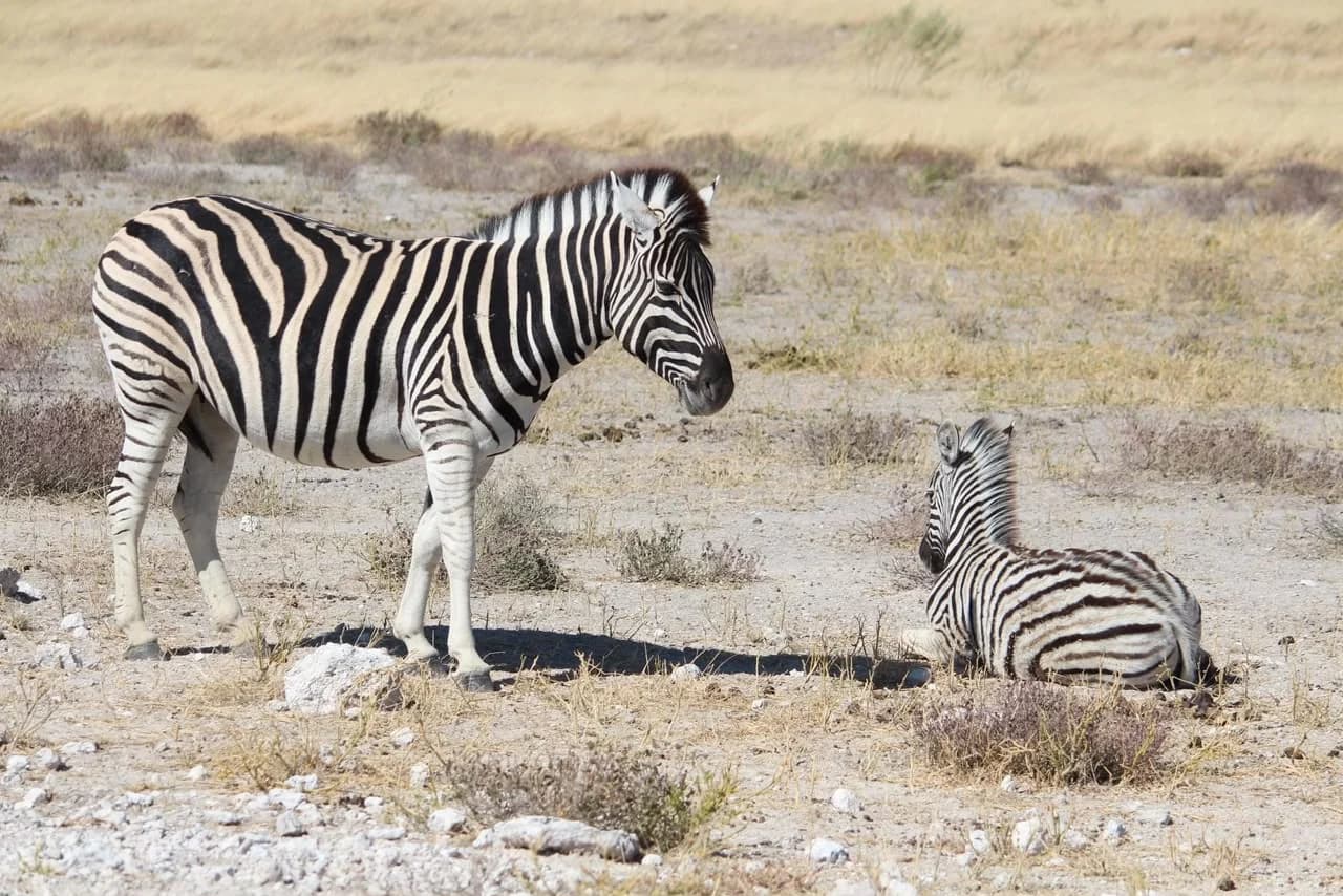 Etosha Safari: student trip photo 6