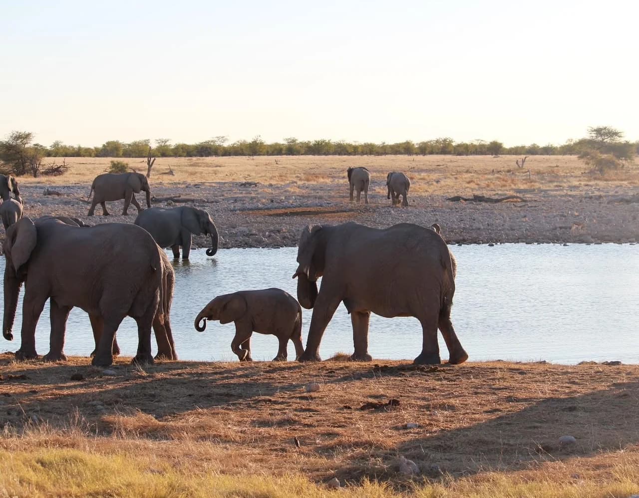 Wildlife gathering at a waterhole